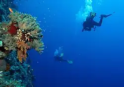 شعب ديدالوس