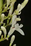 خولنجان كبير بري