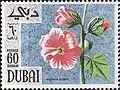 خطمية وردية(Althaea rosea)