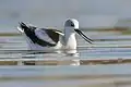 Winter plumage