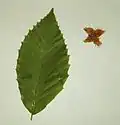 الورقة والثمرة