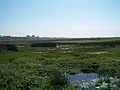 الأراضي الرطبة في عميق