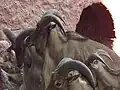 كبش أروي داخل حديقة حيوان الفيوم