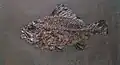 نوع من السمك المنقرض †&nbsp;Amphiperca multiformis.
