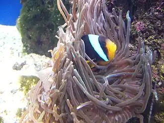 Amphiprion allardi.1 - Aquarium Finisterrae