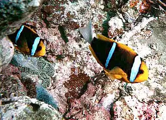 Amphiprion chrysopterus by NPS