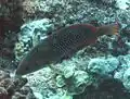 Pearl wrasse, Anampses cuvieri, هاواي
