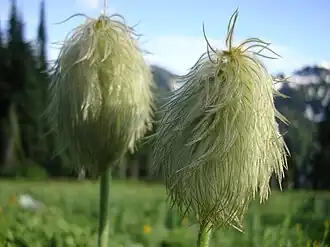 ثمار شقّار غربي