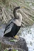 أنثى