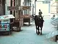 وميض الكاميرا ينعكس في عين بقرة