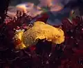 ليمون البحر ذو لون أصفر غامق يزحف على الطحالب الحمراء