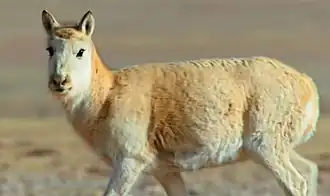 الأنثى