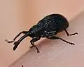 أنتونوموس روبي (Anthonomus rubi)