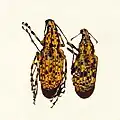 ميغانتريبوس بوبا (Meganthribus pup)