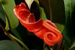 النورة الزهرية للأنطور له شرعان و طلعة