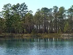 A photo of an artificial pond off of FH-111 in Apalachicola National Forest.