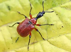 ابوديروس كوريلي (Apoderus coryli)