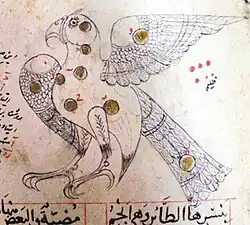 كوكبة النسر. ابن الصوفي، ص. 31
