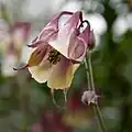 أنقولية برغرية