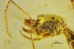 (الاسم العلمي: Aquilomyrmex huangi)