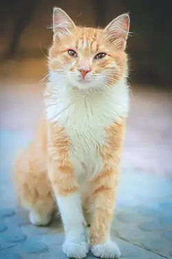 صورة للقط العربي