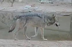 الذئب العربي يتواجد في جميع مناطق المملكة عدا الربع الخالي وبعض أجزاء من صحراء النفود.
