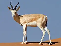 غزال رملي
