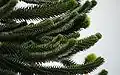 Araucaria araucana branch