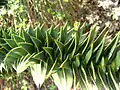 Araucaria araucana, Botanical Garden, فروتسواف, Poland