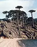 Araucaria araucana in the Argentinian Andes