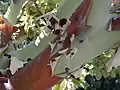 لحاء شجرة القطلب