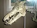 أركيوثيريوم