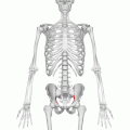 الخط المقوس للعظم الحرقفي (arcuate line) مبيّن باللون الأحمر.
