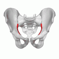 الخط المقوس للعظم الحرقفي (arcuate line) مبيّن باللون الأحمر.