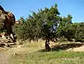 نواحي تافراوت