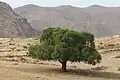 تغراسن