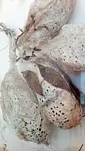 شرانق وبيض
