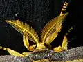 رأس عثة المذنب