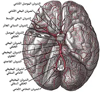 الشريايين أسفل المخ