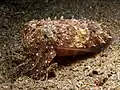 Sepia latimanus