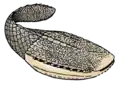 Placoderm