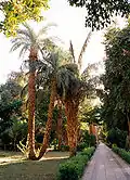 Palm trees at Aswan Botanical Garden.