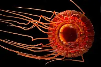 Atolla wyvillei