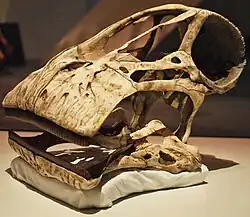 صورة لجمجمة معروضة