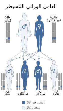 A diagram of the autosomal dominant inheritance pattern, showing how a gene can be passed from an affected parent to an affected child.