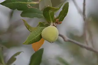 افيسينيا مارينا Avicennia marina