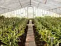Growing pineapples in a greenhouse