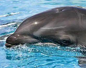 Photo of left side of dolphin head at surface