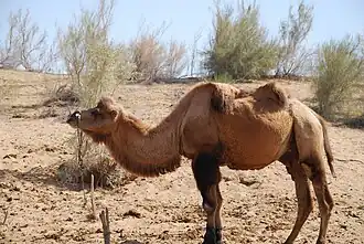 في صحراء كيزيل كوم