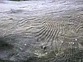 صور لخنافس اللحاء أثناء حفرها في خشب النسغ (sapwood)